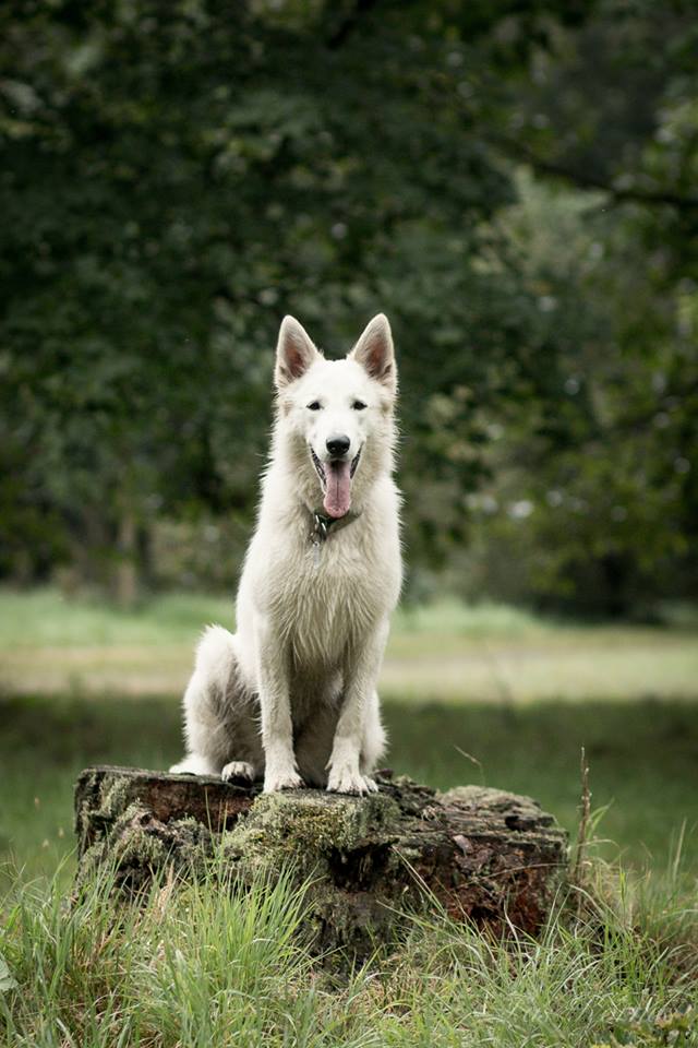 MONTE FIORE Las Kornas (siostra Lobo)